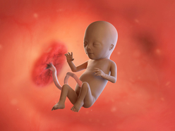 fetal baby in utero