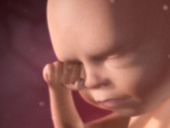 animation of fetus